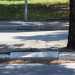 ...le cui radici hanno letteralmente squarciato pezzi di asfalto e sollevato diverse mattonelle del marciapiede. Proprio la presenza di questi alberi avrebbe bloccato il progetto di tracciare una pista ciclabile su questa strada